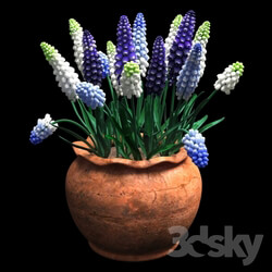 Plant - muscari 