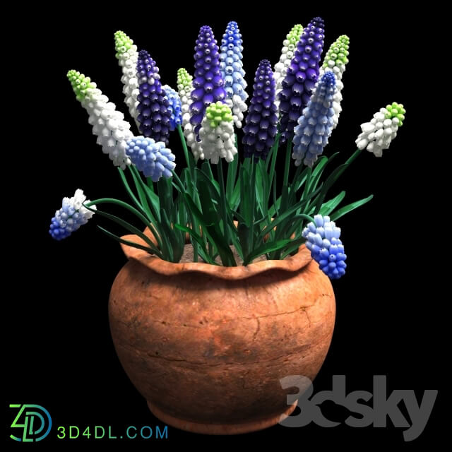 Plant - muscari