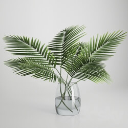 Plant - Palm leaves in a vase 