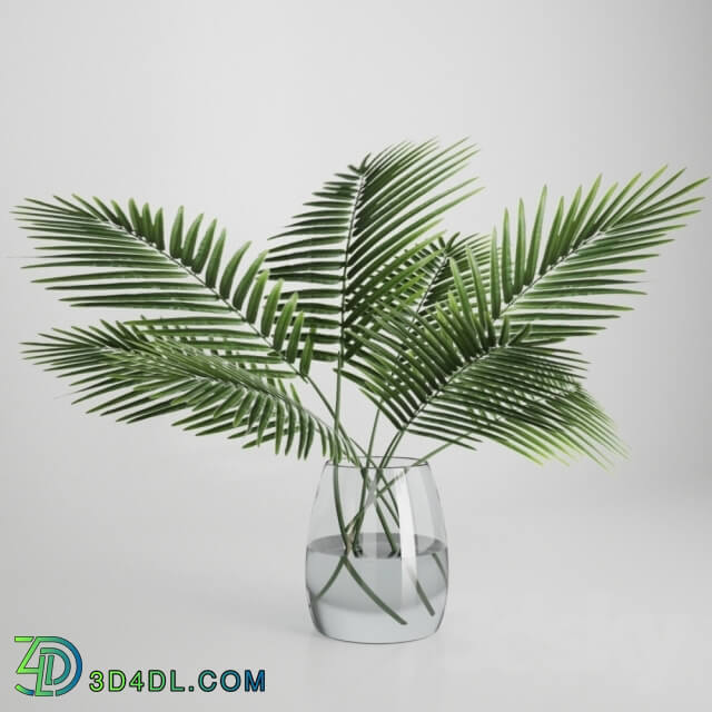 Plant - Palm leaves in a vase