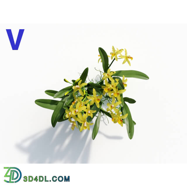 Maxtree-Plants Vol08 Orchid Cattleya Yellow 04