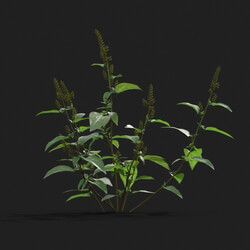 Maxtree-Plants Vol21 Amaranthus viridis 01 05 