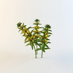 Plant - Lysimachia punctata _ Alexander _ 