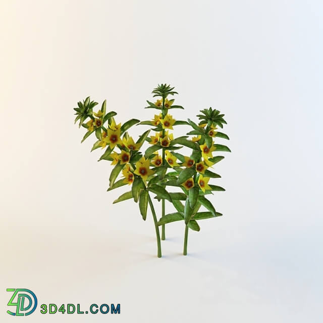 Plant - Lysimachia punctata _ Alexander _