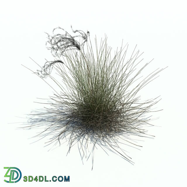 ArchModels Vol126 (030) Stipa borysthenica v3