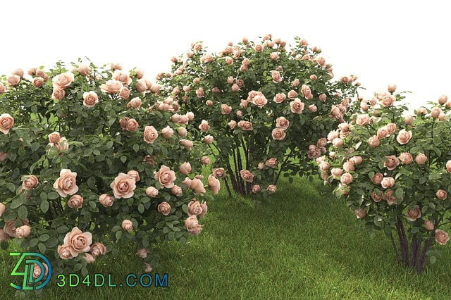 Plant - Rose bush