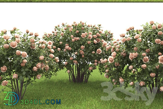 Plant - Rose bush