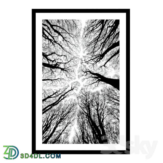 Frame - Forest in black and white colors.
