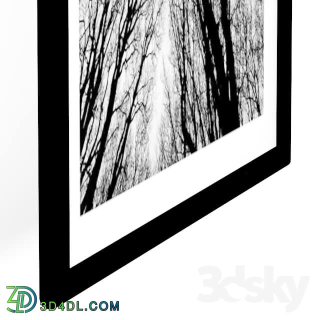Frame - Forest in black and white colors.