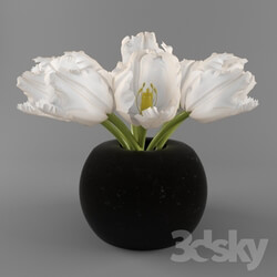 Plant - White Tulip 