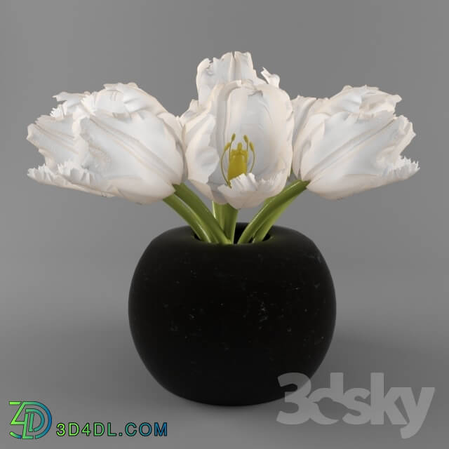 Plant - White Tulip