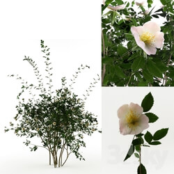 Plant - Rosa Sanina_ Wild rose 