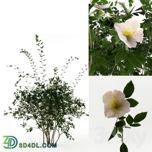 Plant - Rosa Sanina_ Wild rose