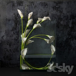 Plant - White calla 