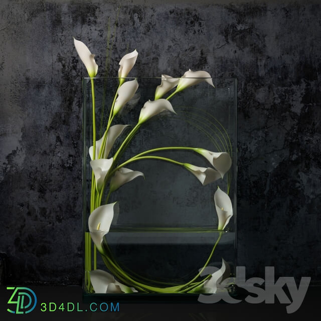 Plant - White calla