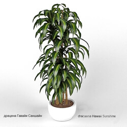 Plant - dracaena Hawaii Sunshine 