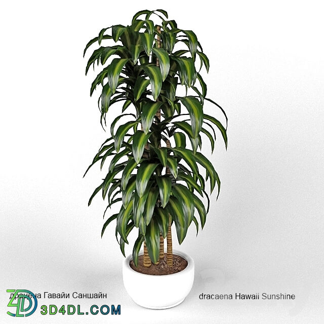 Plant - dracaena Hawaii Sunshine