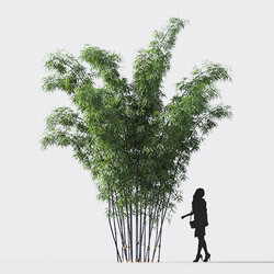 Maxtree-Plants Vol18 Bambusa lako 01 01 02 