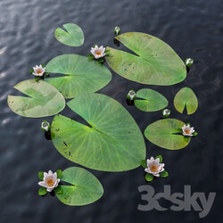 Plant - Water Lily 