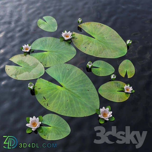 Plant - Water Lily