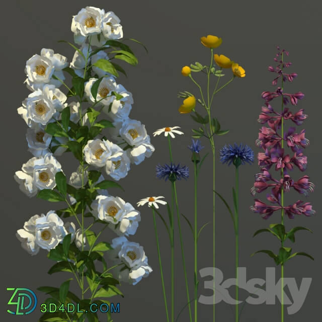Plant - Bouquet of wildflowers