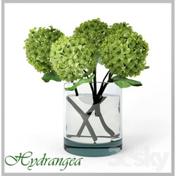 Plant - Hydrangea 