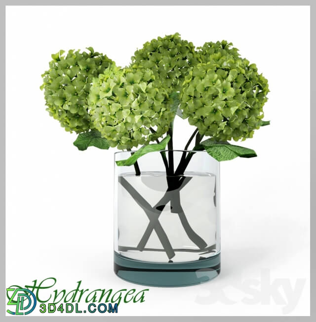 Plant - Hydrangea