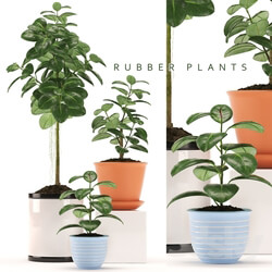 Plant - RUBBER PLANTS 47 