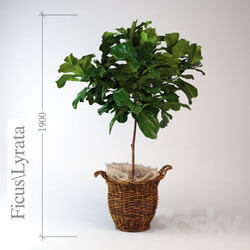 Plant - Ficus _ lyrate 