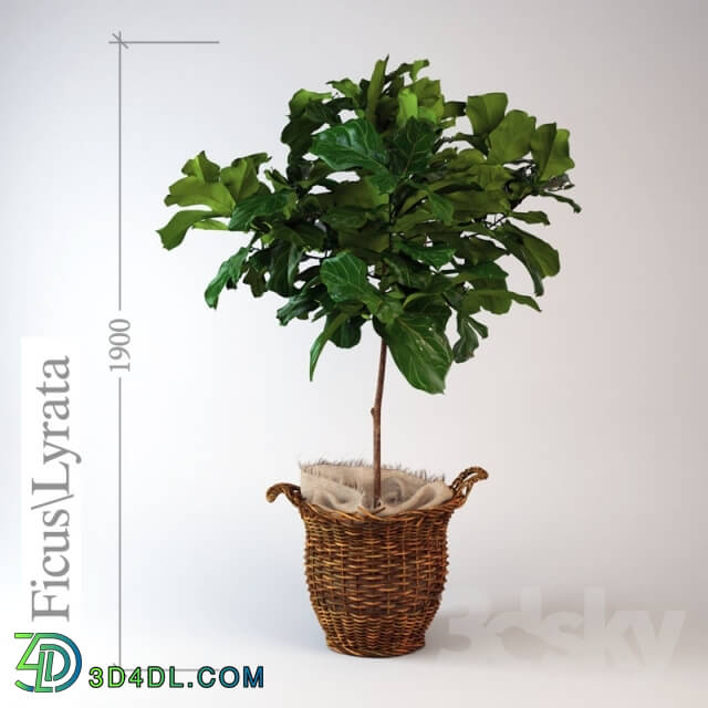 Plant - Ficus _ lyrate