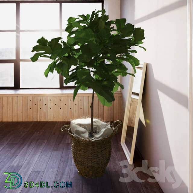 Plant - Ficus _ lyrate