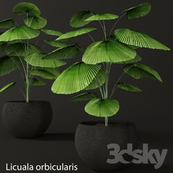 Plant - Licuala orbicularis 