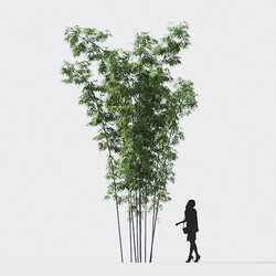 Maxtree-Plants Vol18 Bambusa lako 01 01 03 