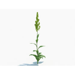 Maxtree-Plants Vol03 Veratrum nigrum 03 
