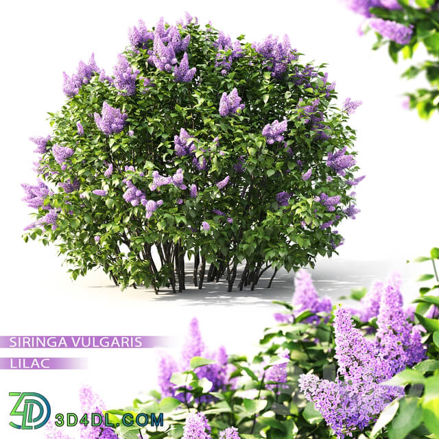 Plant - Lilac blooming _2