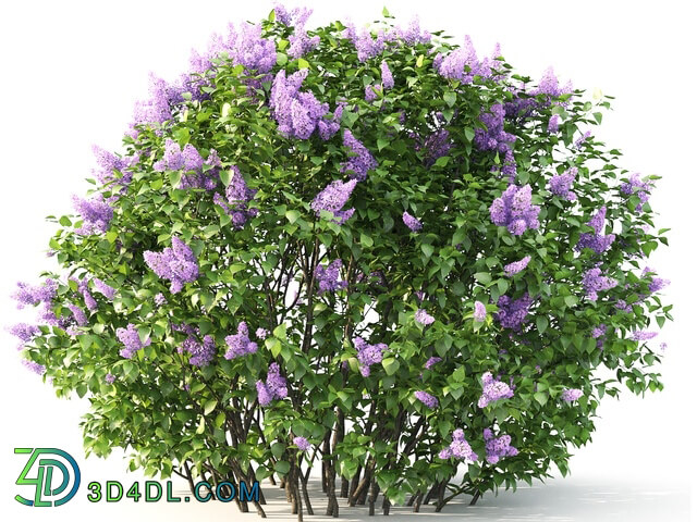 Plant - Lilac blooming _2