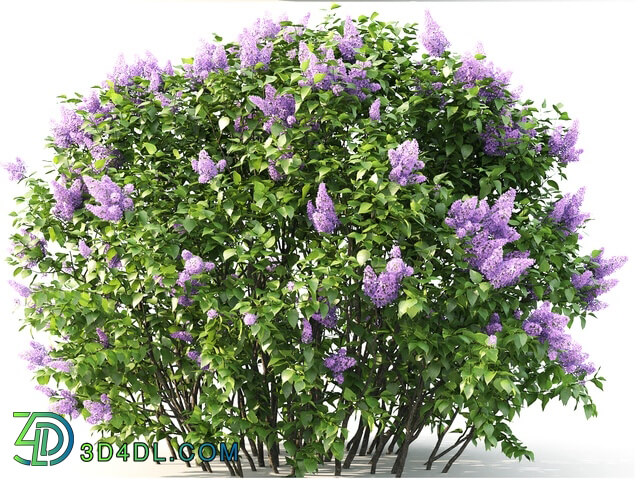 Plant - Lilac blooming _2