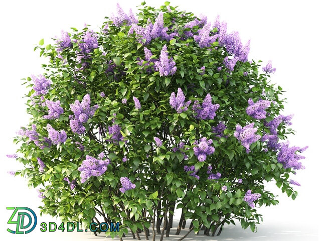 Plant - Lilac blooming _2