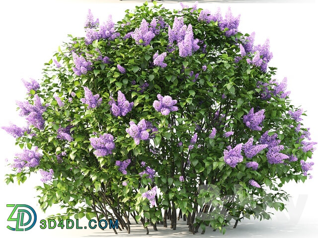 Plant - Lilac blooming _2