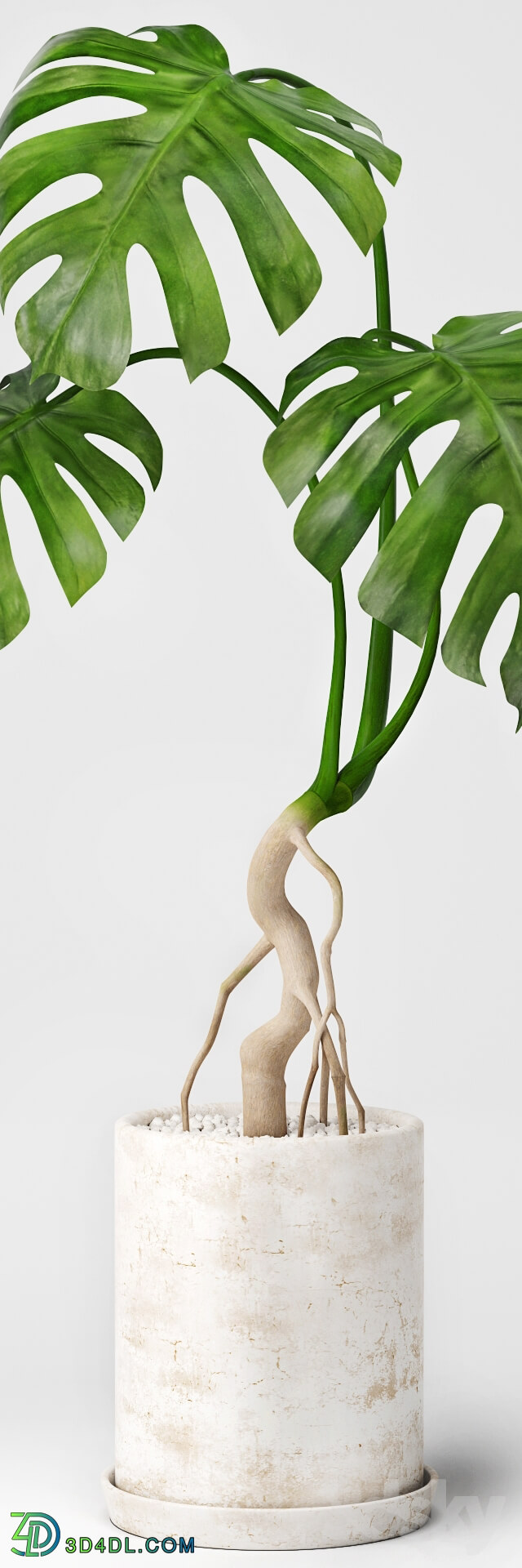 Plant - Monstera