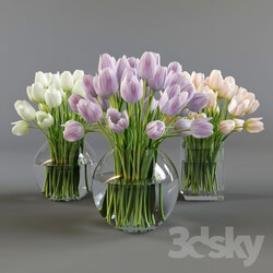 Plant - Three vases with tulips 