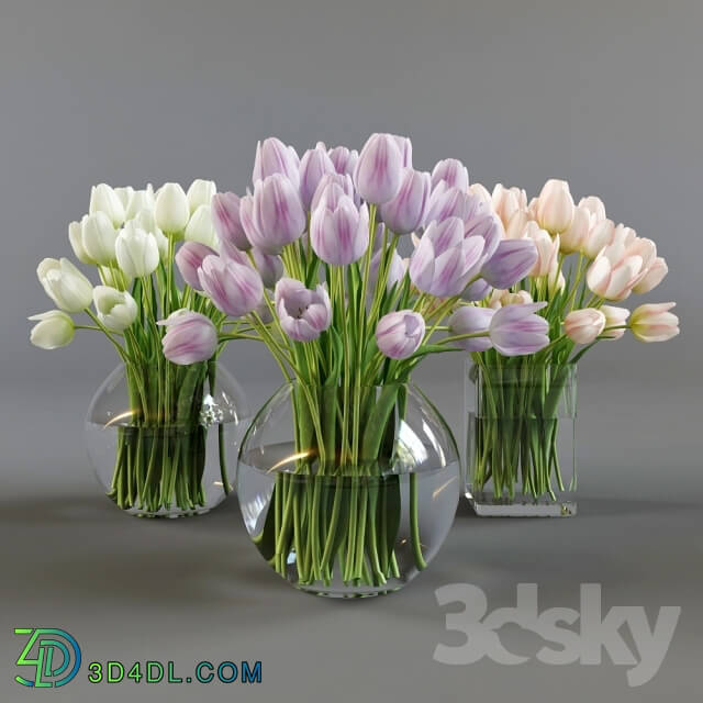 Plant - Three vases with tulips