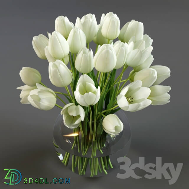 Plant - Three vases with tulips