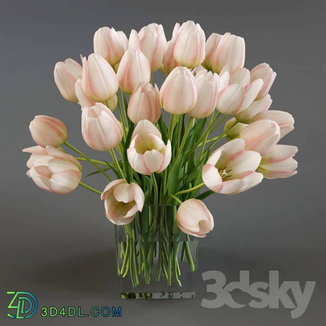 Plant - Three vases with tulips