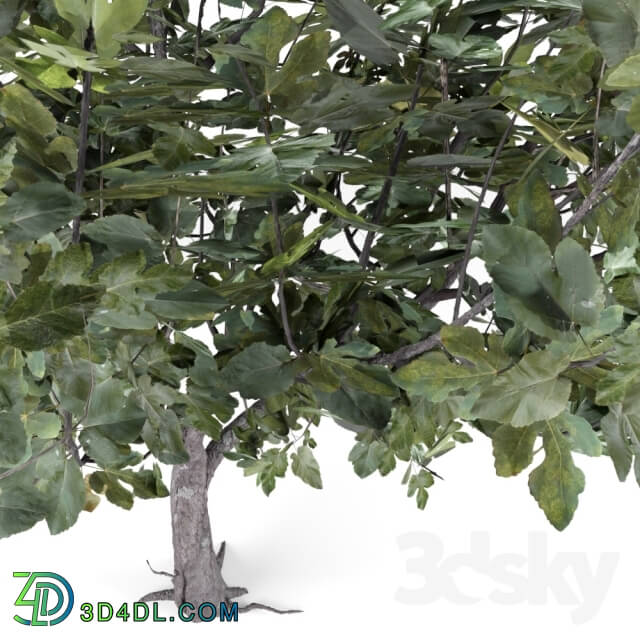 Plant - Ficus Carica