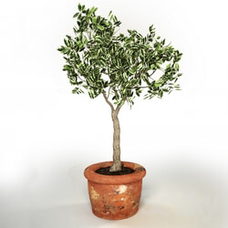 Plant - Ficus benjamina 