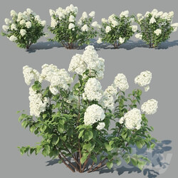 Bush - Hydrangea Paniculata 4 variations 