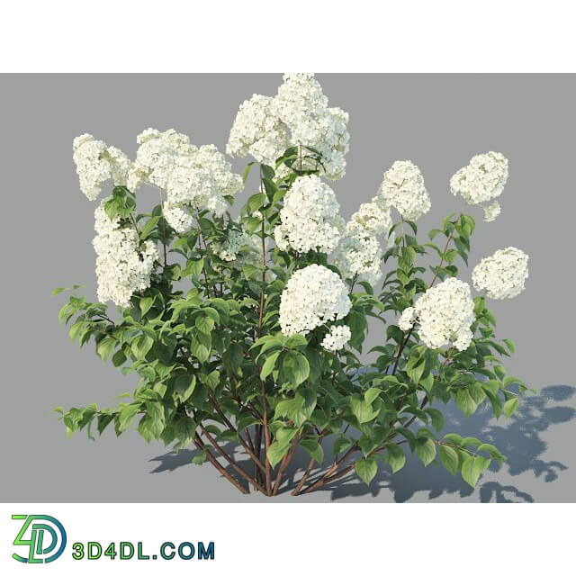 Bush - Hydrangea Paniculata 4 variations