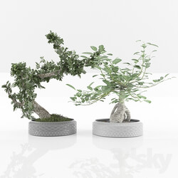 Indoor - bonsai set 