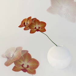 Plant - Orchid in vase 